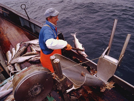 industri fiskeri